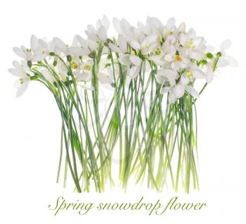 Spring snowdrop flower. Isolated on white.
