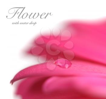 Flower with water drop. Soft focus. Made with lens-baby and macro-lens.