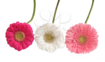 Gerbera flowers isolated on white.