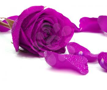 greetings card with purple rose