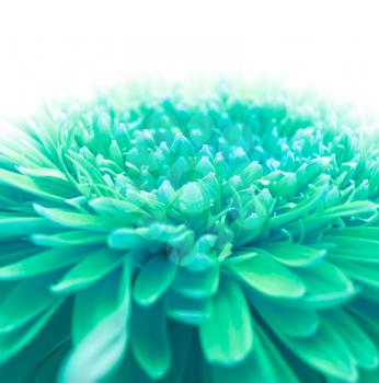 Soft focus flower background with copy space. Made with macro-lens.

