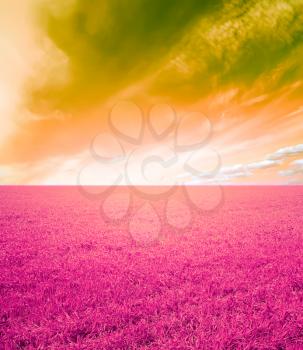 magenta wheat field  and sky landscape