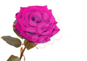 magenta rose isolated on white