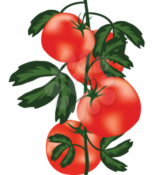 Royalty Free Clipart Image of Tomatoes on a Vine