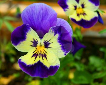 Decorative flower pansy.Beautiful flower pansy in garden