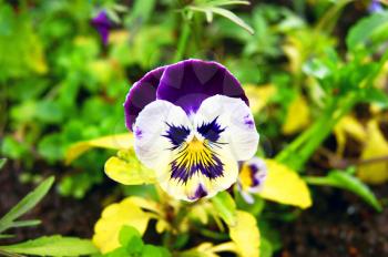 Very beautiful decorative flower pansy in garden