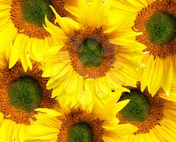 Colorful background from flower of the sunflower