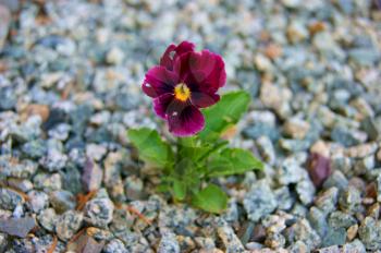 Solitary flower pansy amongst stone