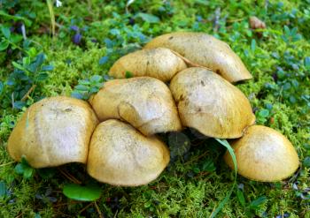 Edible mushroom Slippery Jack in wood on moss