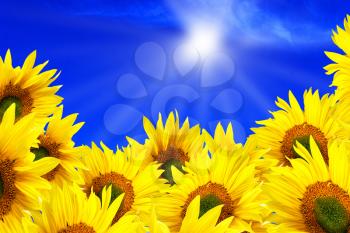 Much sunflowers on background blue sky and sun