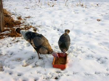 Royalty Free Photo of Turkeys in Winter