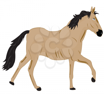 Gray horse on white background is insulated