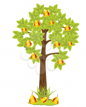 Tree with ripe pear on white background is insulated