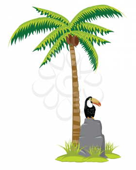 Palm with coconuts and bird toucan on white background