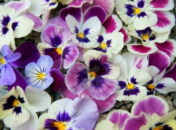 Colorful floral background from flower pansy.Flower Pansy