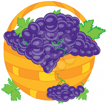 Basket of full ripe grape on white background is insulated