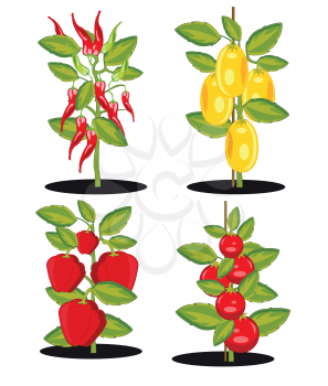 Bushes with ripe tomato and pepper on white background is insulated
