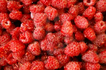 Bright background from ripe and red berries raspberry