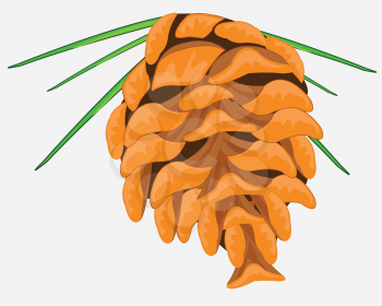 Fruit of the evergreen conifer pine on white background is insulated