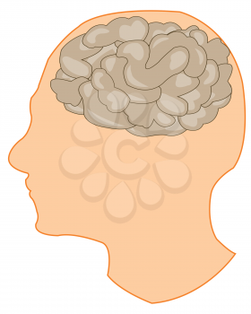 Vector illustration of the brain in head of the person