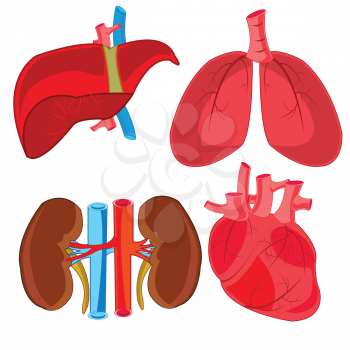 Internal organs of the person of the bud,liver,heart and light