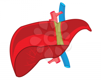 Drawing of the internal organ of the person liver