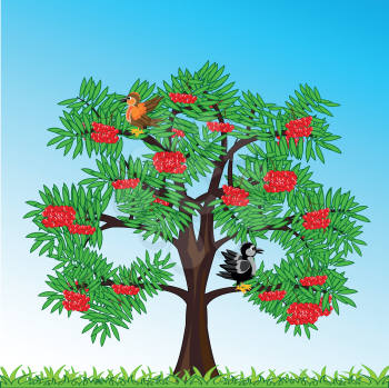 Vector illustration tree rowanberry with ripe berry on year glade