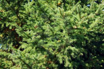 Evergreen tree spruce background from green branches
