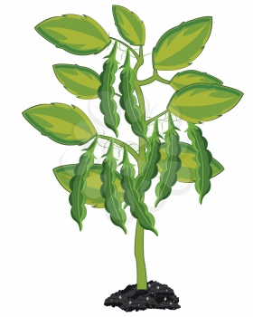 Vector illustration plant family bob peas on bush