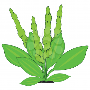 Vector illustration of the useful plant plantain