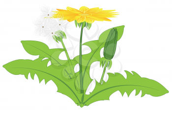 Vector illustration of the plant and flower of the dandelion