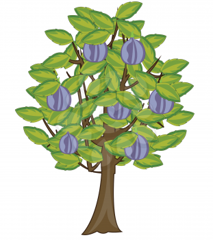 Tree with fruit figs on white background is insulated