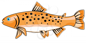 River fish trout on white background is insulated