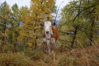 Pets cow amongst autumn wood early in the morning