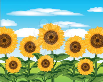 Bright and colorful landscape of the field with plant sunflower year daytime