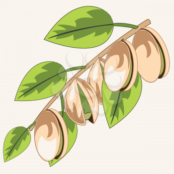 Vector illustration of the branch with ripe fruit pistachio