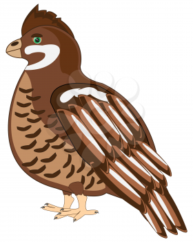 Vector illustration of the cartoon of the bird hazel grouse