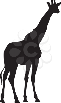 Royalty Free Clipart Image of a Giraffe Silhouette on a White Background