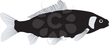 Royalty Free Clipart Image of a Carp on a White Background