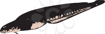 Royalty Free Clipart Image of an Eel