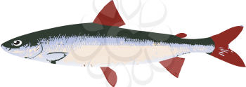 Royalty Free Clipart Image of a Fish on a White Background