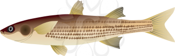 Royalty Free Photo of a Fish Icon