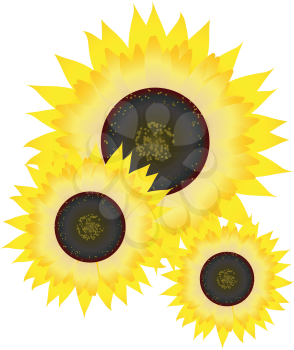 Royalty Free Clipart Image of Sunflowers