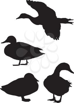 Silhouette of a duck
