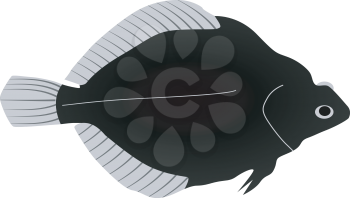 flounder 