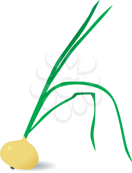 Vector illustration of onion