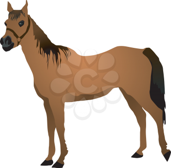 vector image of a horse