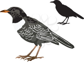 vector image of the blackbird