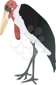 Vector illustration of a marabou