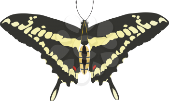 Vector drawing of Papilio machaon